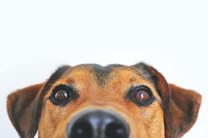 dog peeking from white background