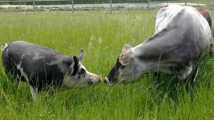 Rescued pig and cow at RASTA Sanctuary
