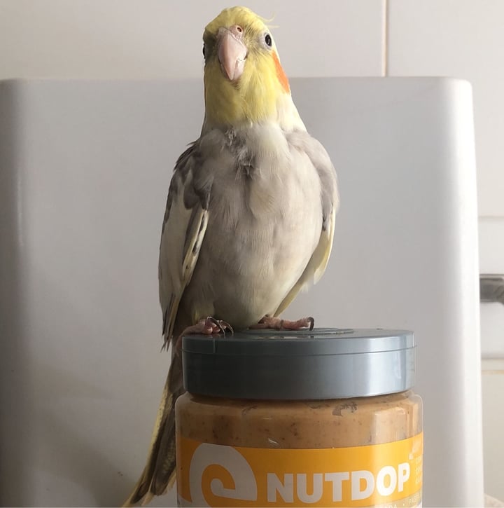 review photo of Nutdop Pasta de amendoim com whey shared by @matheus-garcia on 15 Oct 2022 - review