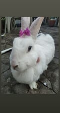 cosmicginger @cosmicginger profile image