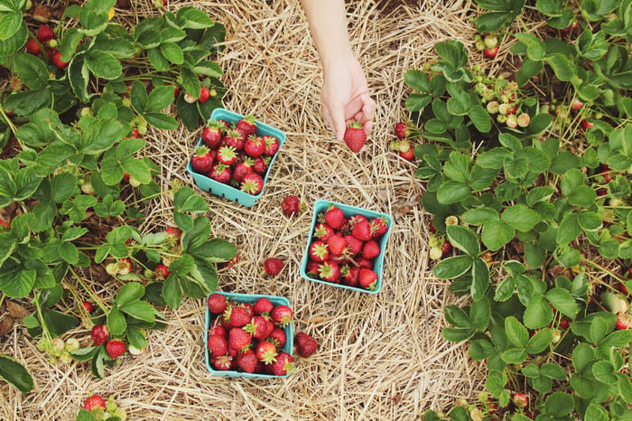 Fresh berries