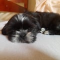 melyssarfl @melyssarfl profile image