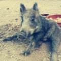 correlolacorre @correlolacorre profile image