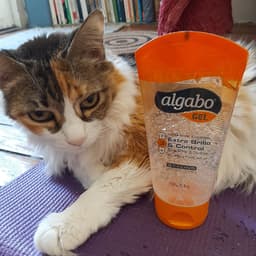 Algabo
