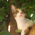 animalover00 @animalover00 profile image