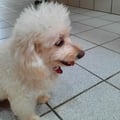 @ades profile image