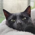 smegolvsky @smegolvsky profile image