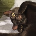 aillia @aillia profile image
