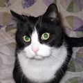 silliekitty @silliekitty profile image