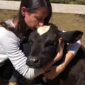 amandacamargo @amandacamargo profile image