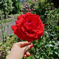 joyce23 @joyce23 profile image