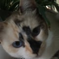 cyntiaosato @cyntiaosato profile image
