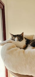 ireneandthecats @ireneandthecats profile image