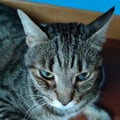 marilumaria @marilumaria profile image