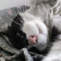 richirico @richirico profile image