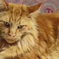 bisbarn @bisbarn profile image
