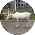 @vebla profile image