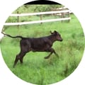 malarky @malarky profile image