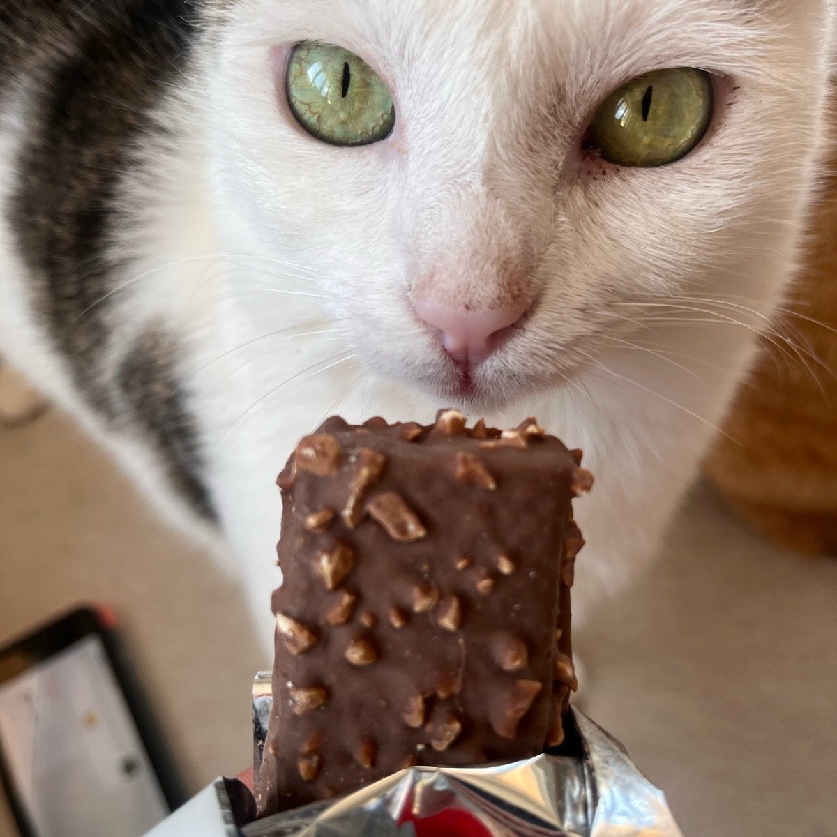 Foodspring vegan protein bar extra layered roasted peanut Reviews