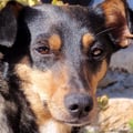 sebforanimals @sebforanimals profile image