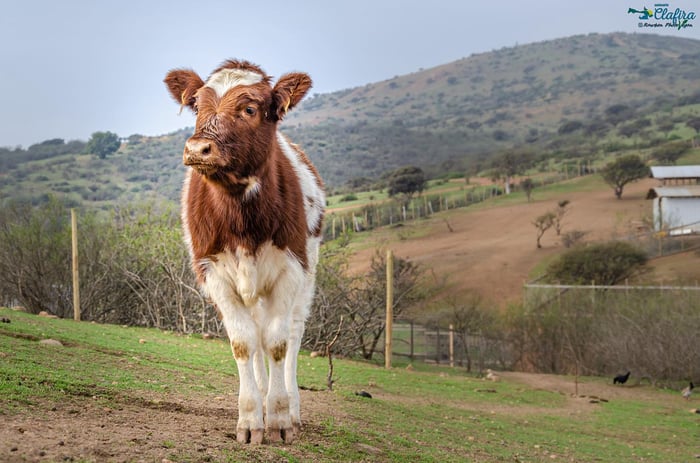 cow in a pasture