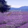 Lavender Hill Farm
