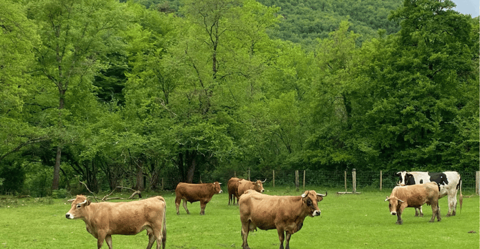 animals at Fundación Santuario Gaia