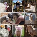 avatar of veganonvanisle