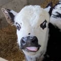 bocca @bocca profile image