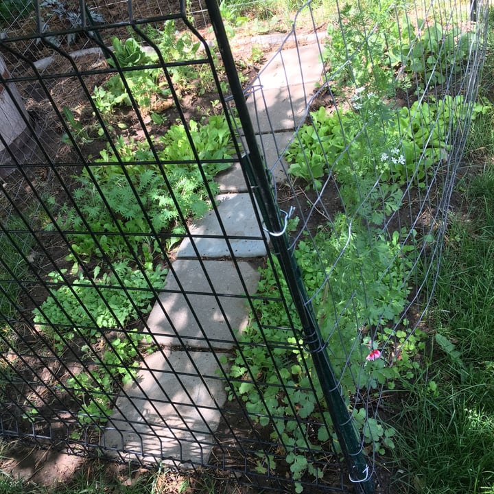 review photo of ogden seed exchange seeds shared by @mrsutahgardener on 30 Jun 2020 - review