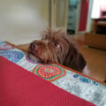 gulopu @gulopu profile image
