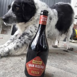 Peroni