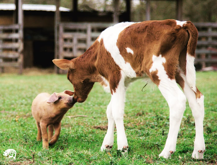 Critter Creek Farm Sanctuary