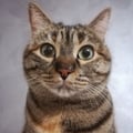 robido @robido profile image