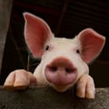 lucis @lucis profile image