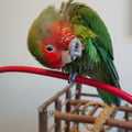 fofy @fofy profile image