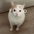 fiammetta @fiammetta profile image