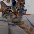 horsac @horsac profile image