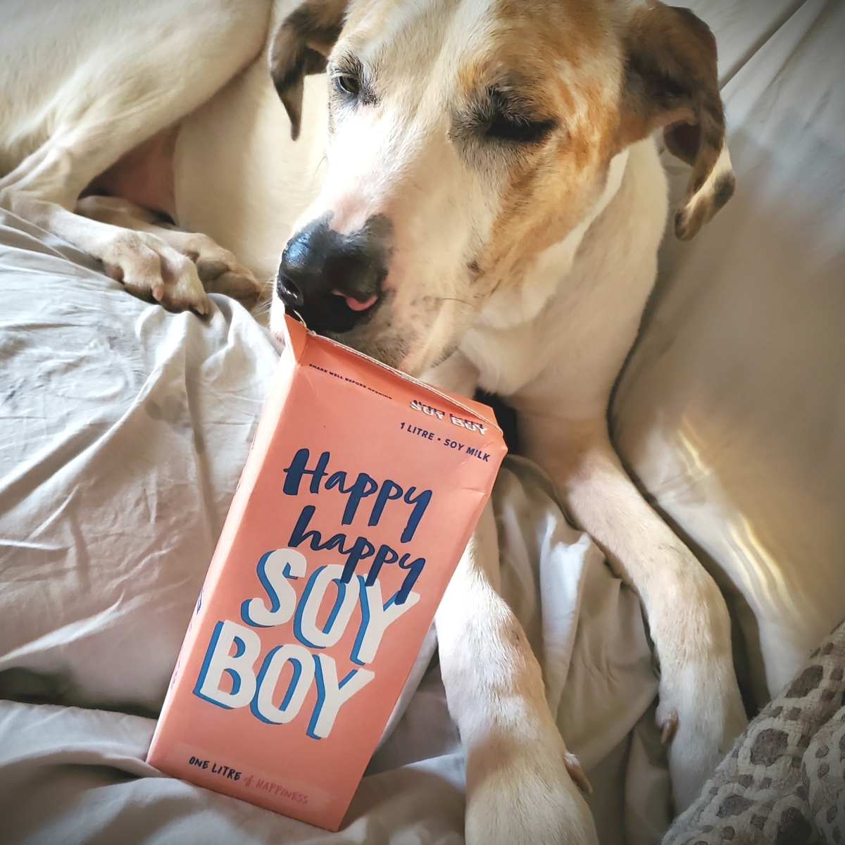 Soyboy Soy Milk Reviews abillion