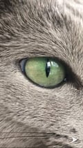 @just4notherveg4n profile image