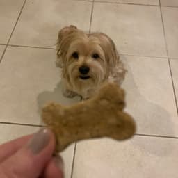 Petvegan