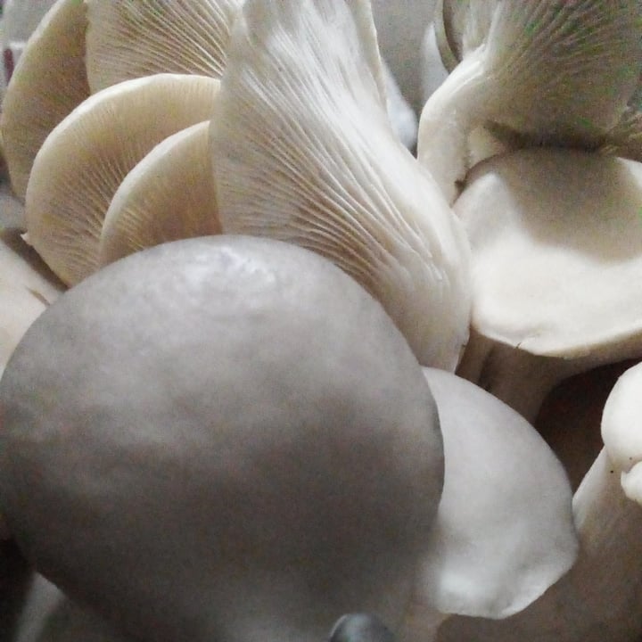 review photo of Fungus Girgolas hongos comestibles shared by @nicsse on 16 Aug 2021 - review