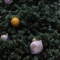 antotantoveg @antotantoveg profile image