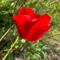 rouge81 @rouge81 profile image