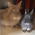 bunnyyluluconsara @bunnyyluluconsara profile image
