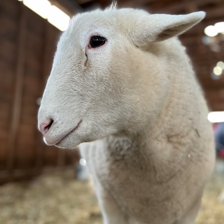 review photo shared by @woodstocksanctuary on 11 Jan 2022 - post