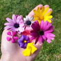 justinelouise @justinelouise profile image