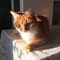 melbee @melbee profile image
