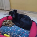 alietebicunha @alietebicunha profile image