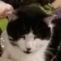neckole @neckole profile image